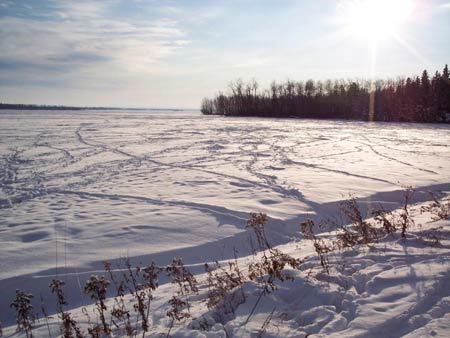 deer tracks